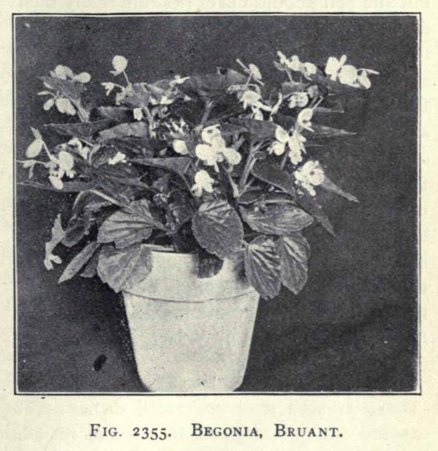 B. ‘Bruanti’